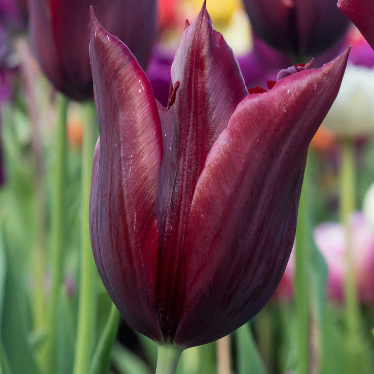 Hot Chocolate Tulip Seeds